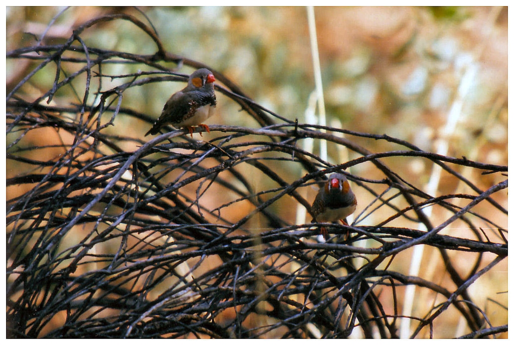 02 - Australie (1).jpg